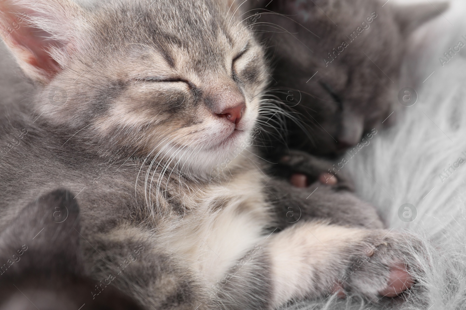 Photo of Cute fluffy kittens sleeping on faux fur. Baby animals