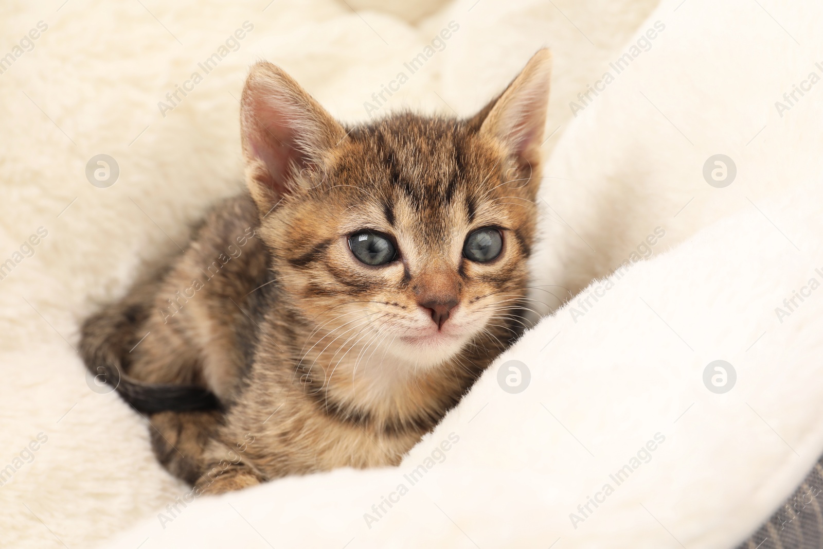 Photo of Cute fluffy kitten on pet bed. Baby animal