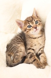 Cute fluffy kitten on pet bed. Baby animal