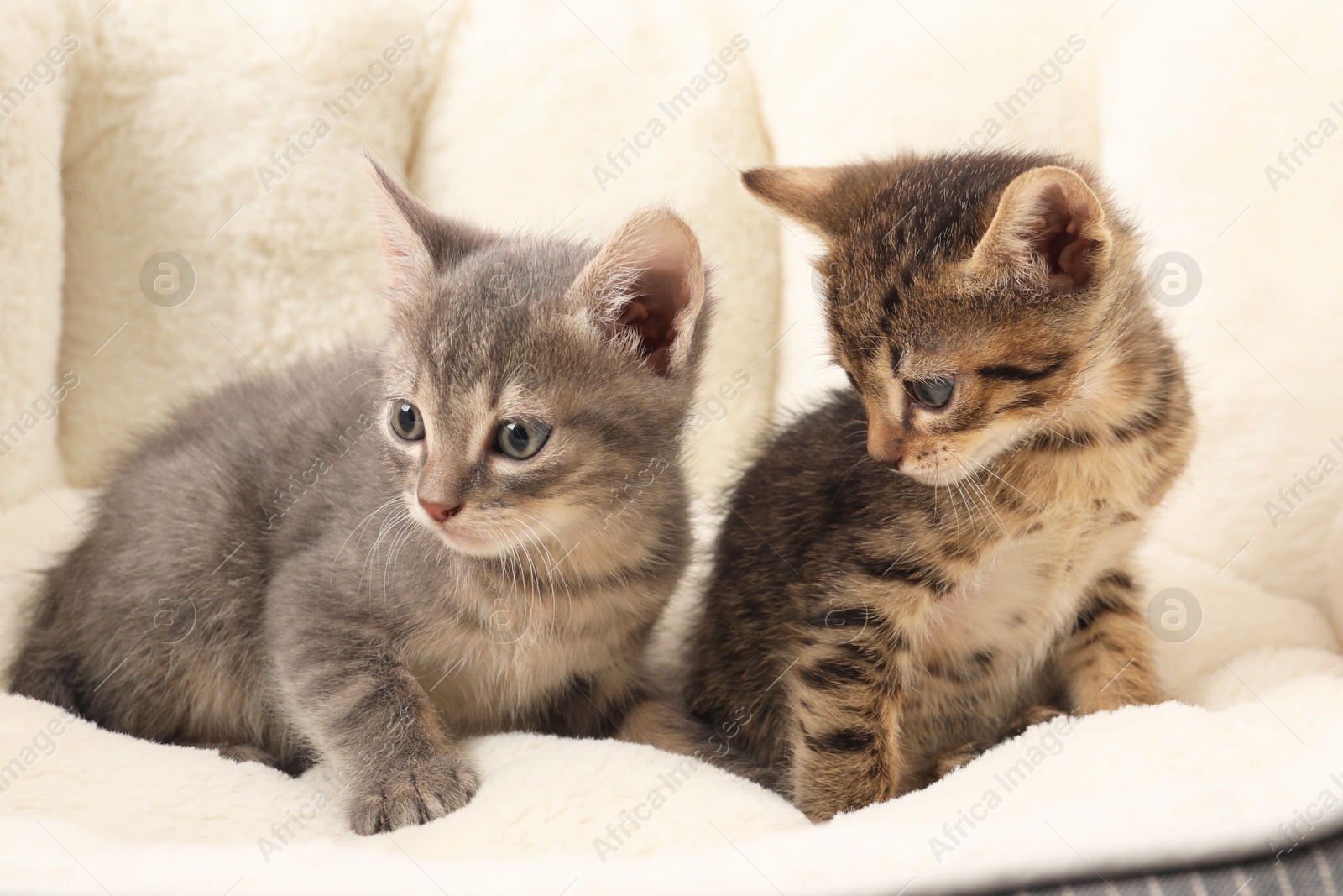 Photo of Cute fluffy kittens on pet bed. Baby animals