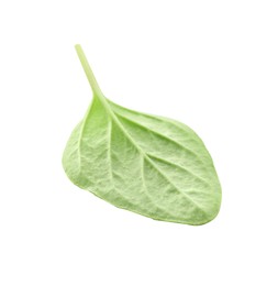 Photo of Leaf of fresh green oregano isolated on white