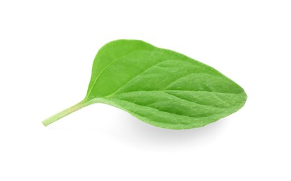 Photo of Leaf of fresh green oregano isolated on white