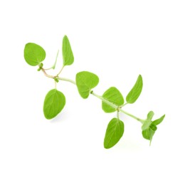 Photo of Sprig of fresh green oregano isolated on white, top view