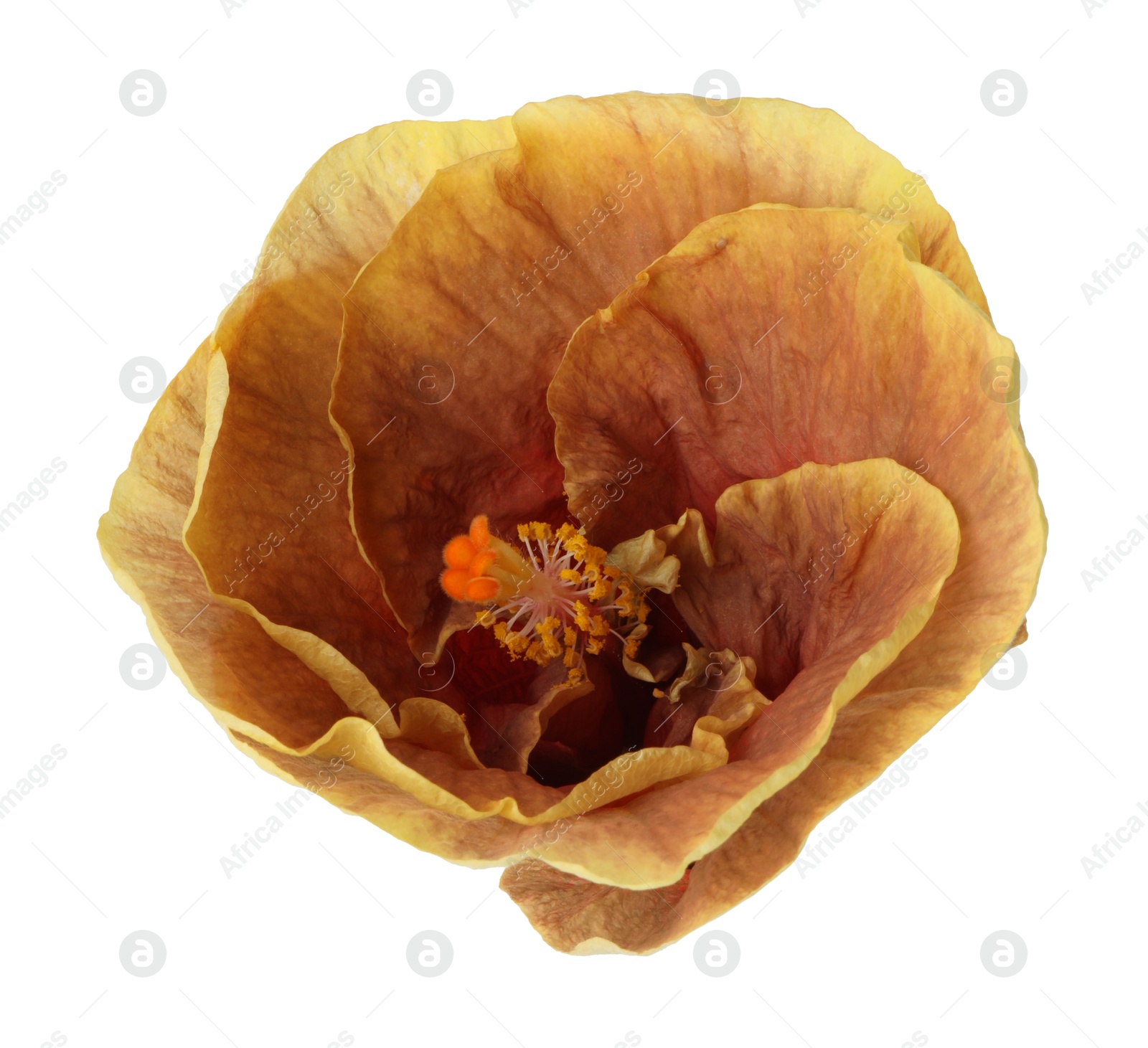 Photo of One beautiful hibiscus flower isolated on white