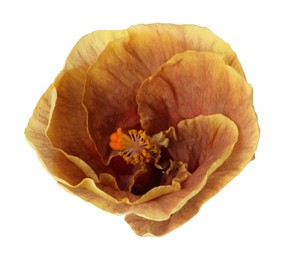 One beautiful hibiscus flower isolated on white