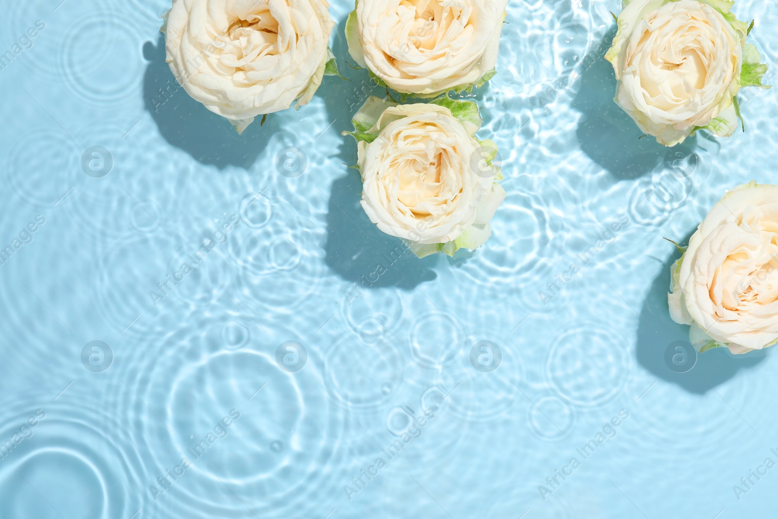 Photo of Beautiful rose flowers in water on light blue background, top view. Space for text