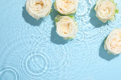 Beautiful rose flowers in water on light blue background, top view. Space for text