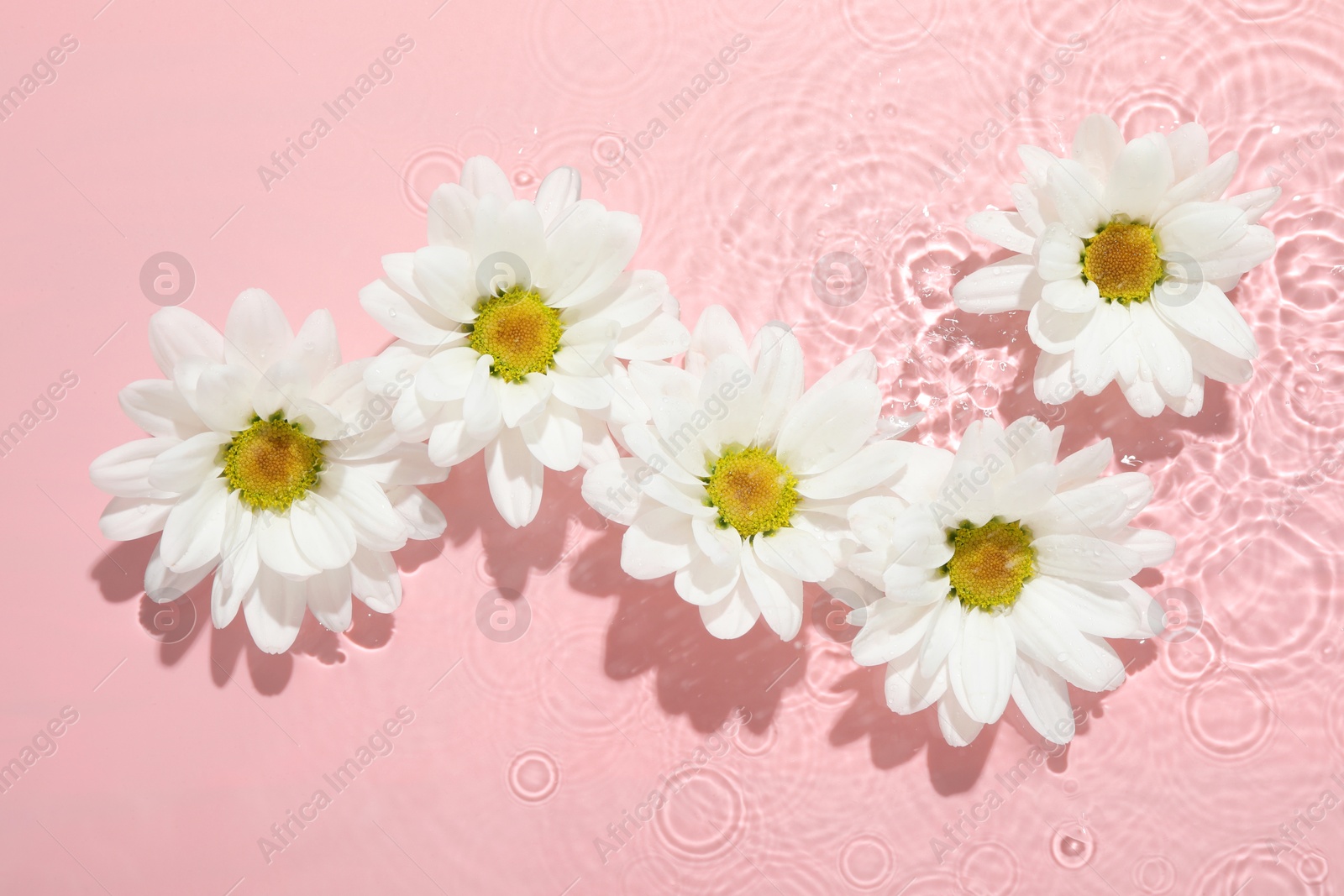 Photo of Beautiful daisy flowers in water on pink background, top view