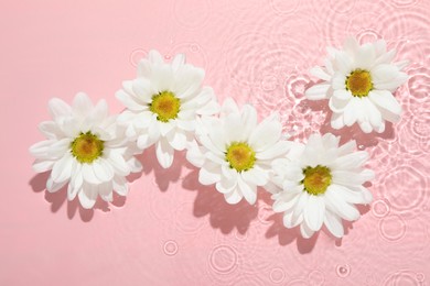 Photo of Beautiful daisy flowers in water on pink background, top view