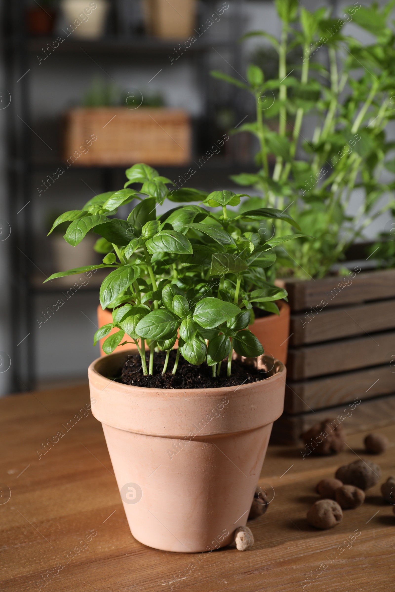 Photo of Potted herb. Basil and clay pebbles on wooden table indoors, closeup