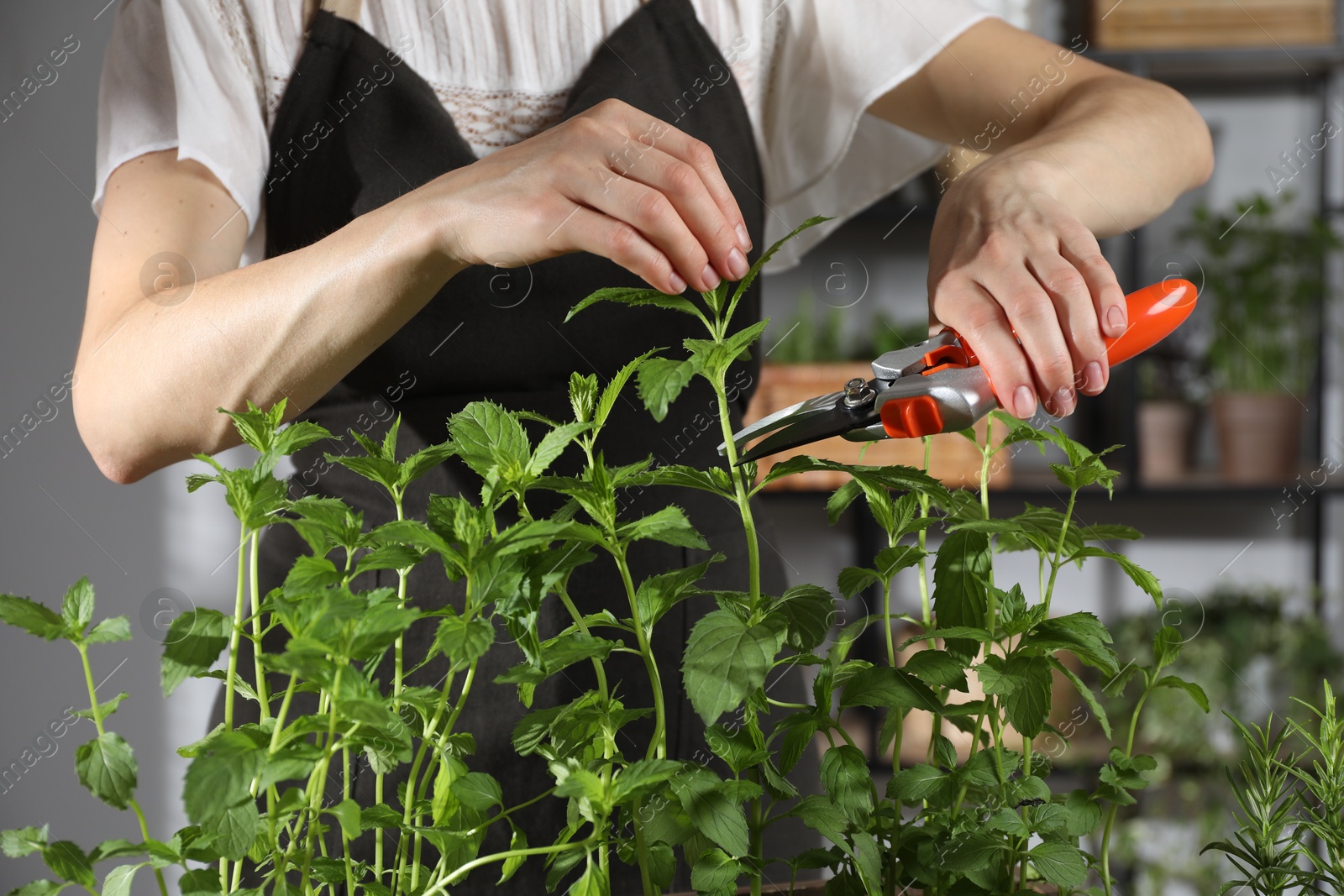 Photo of Potted herb. Woman pruning mint with secateurs indoors, closeup