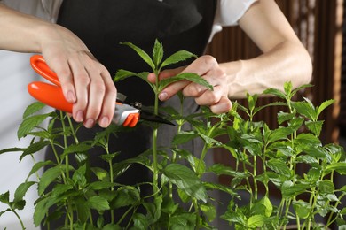 Potted herb. Woman pruning mint with secateurs indoors, closeup