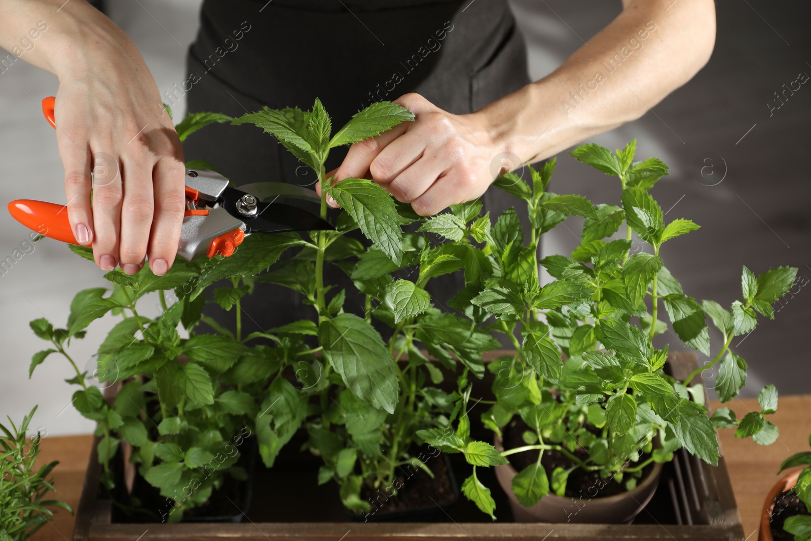 Photo of Potted herb. Woman pruning mint with secateurs indoors, closeup