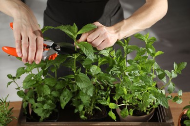 Photo of Potted herb. Woman pruning mint with secateurs indoors, closeup