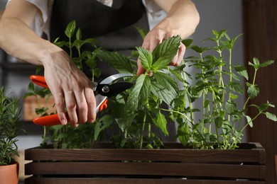 Photo of Potted herb. Woman pruning mint with secateurs indoors, closeup