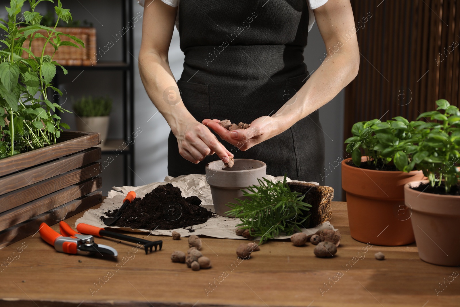 Photo of Transplanting herb. Woman putting clay pebbles into pot at wooden table, closeup