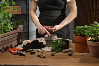 Photo of Transplanting herb. Woman putting clay pebbles into pot at wooden table, closeup