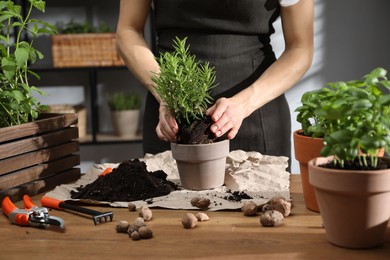 Woman transplanting rosemary into pot among other herbs at wooden table, closeup