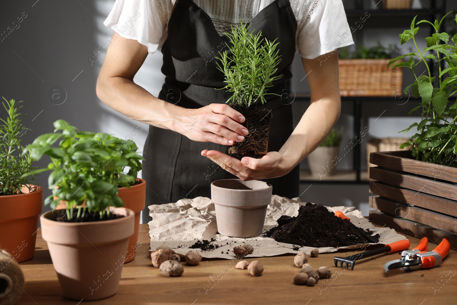 Photo of Woman transplanting rosemary into pot among other herbs at wooden table, closeup