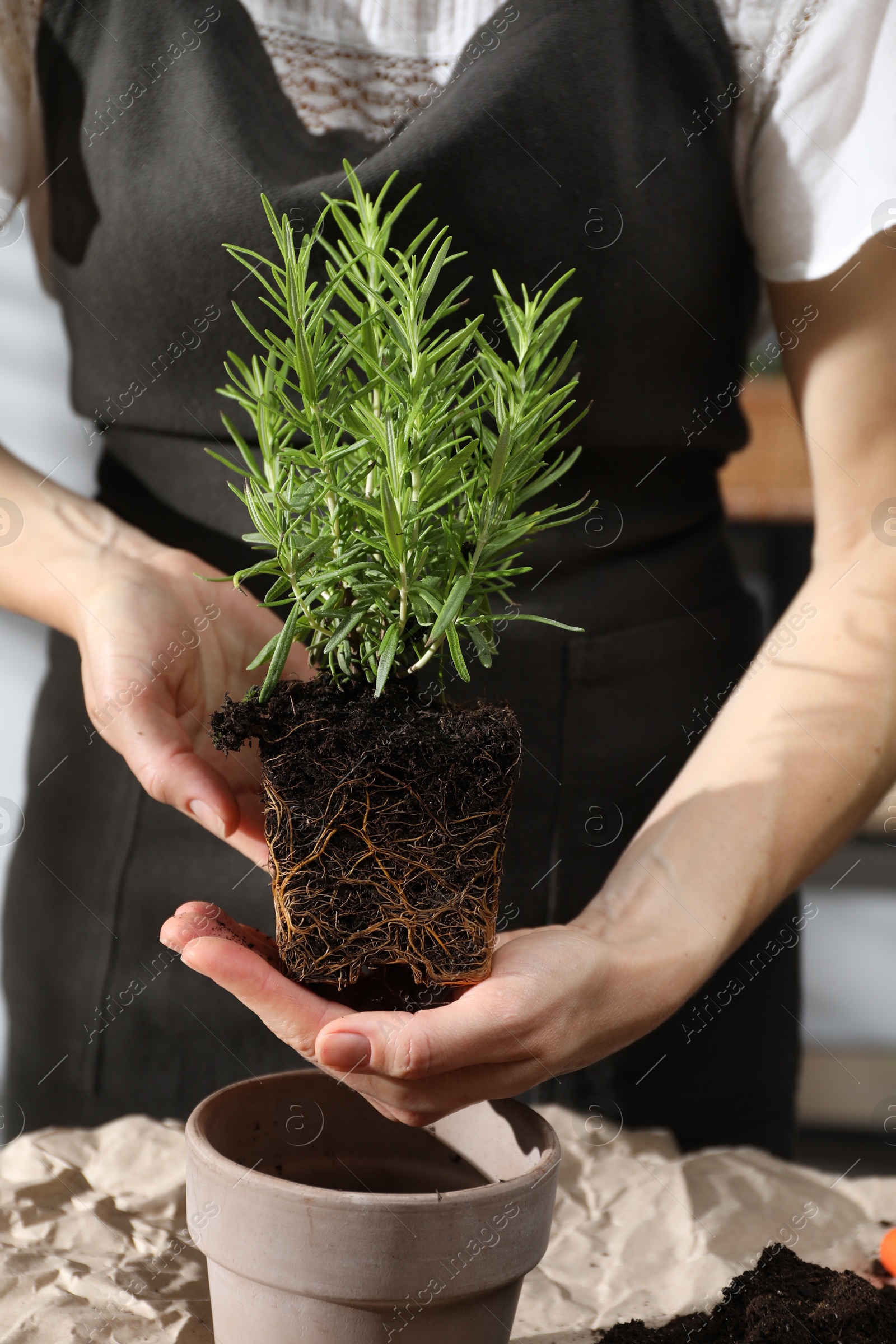 Photo of Woman transplanting herb into pot at table, closeup