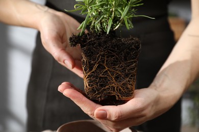 Photo of Woman transplanting herb into pot at home, closeup