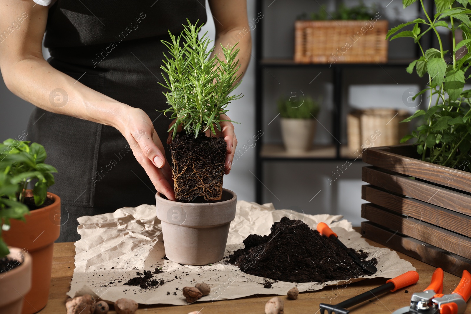 Photo of Woman transplanting rosemary into pot among other herbs at wooden table, closeup