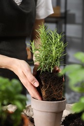 Woman transplanting herb into pot at home, closeup