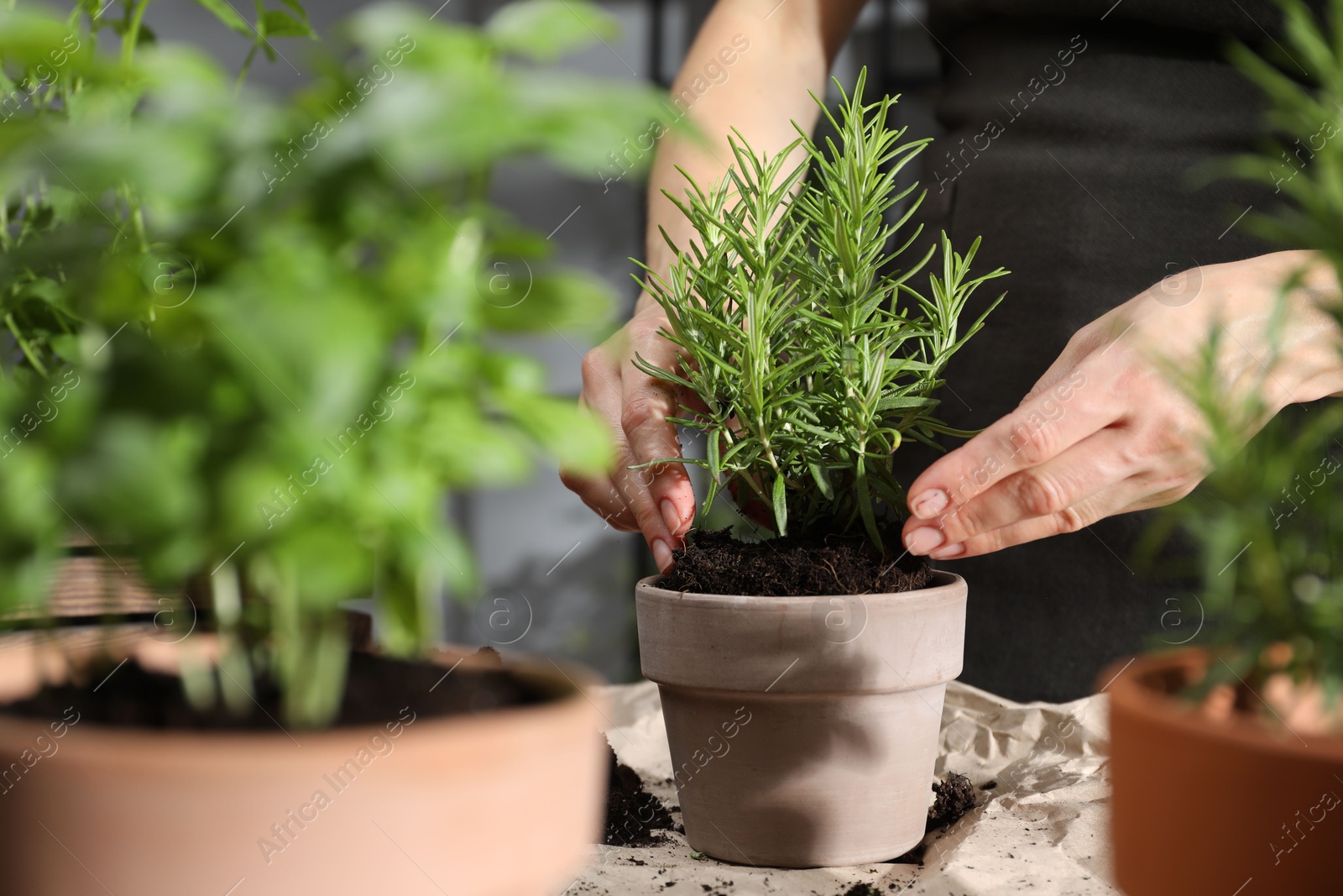 Photo of Woman transplanting rosemary into pot among other herbs at table, closeup