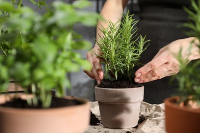 Photo of Woman transplanting rosemary into pot among other herbs at table, closeup