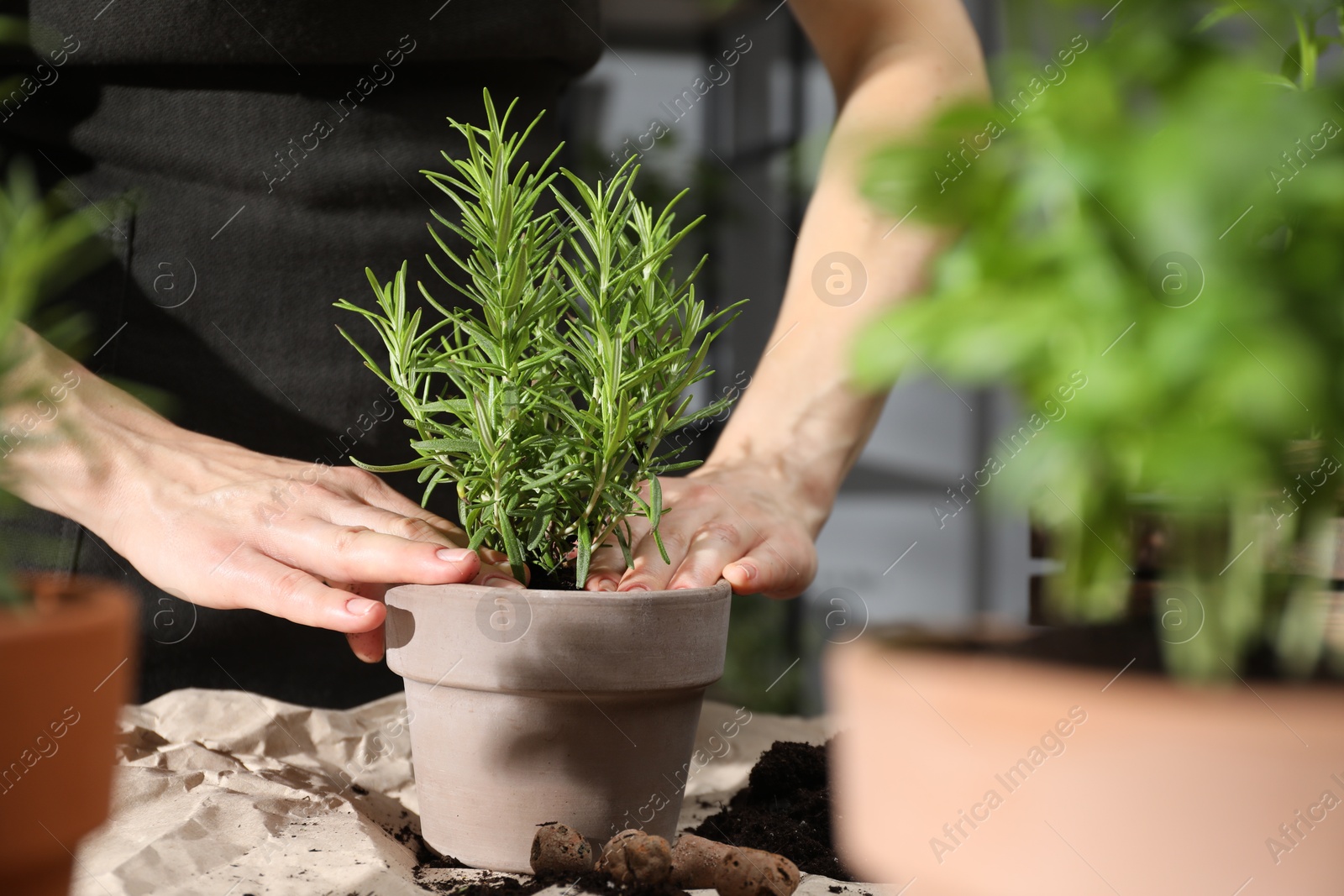 Photo of Woman transplanting rosemary into pot among other herbs at table, closeup