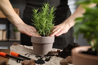 Woman transplanting herb into pot at table indoors, closeup