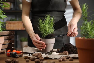 Transplanting herb. Woman adding soil into pot with rosemary at wooden table, closeup