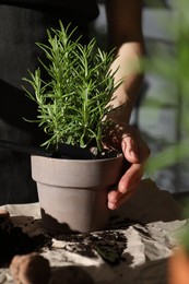 Photo of Woman with potted herb at table, closeup