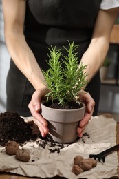 Photo of Woman with potted herb at table, closeup