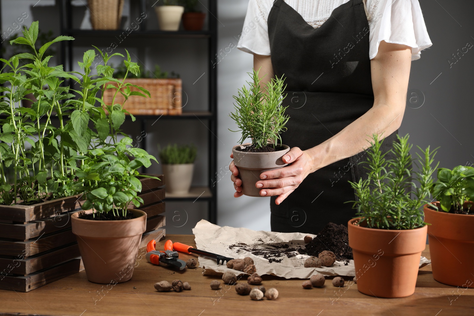 Photo of Woman with potted rosemary among others herbs at table, closeup