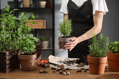 Woman with potted rosemary among others herbs at table, closeup