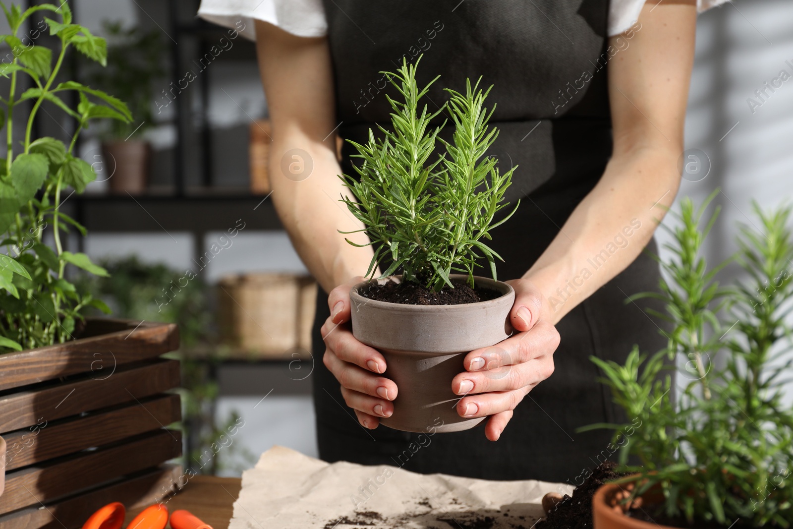 Photo of Woman with potted rosemary among others herbs at table, closeup