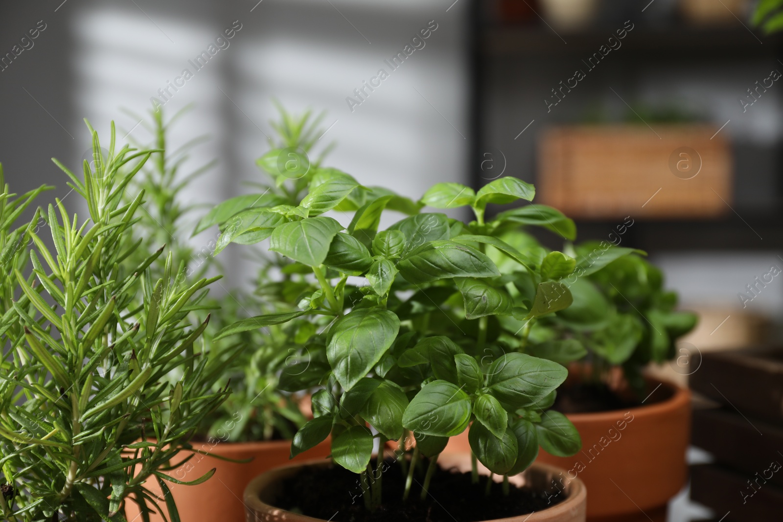 Photo of Different herbs growing in pots indoors, closeup