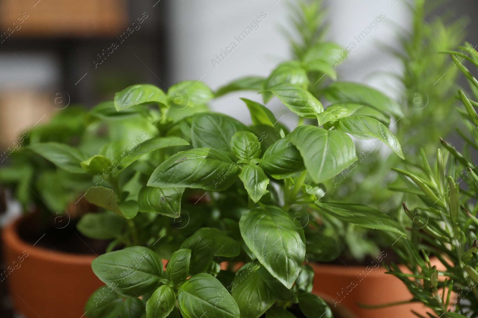 Photo of Different herbs growing in pots indoors, closeup