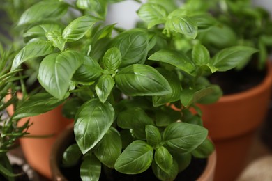 Photo of Different herbs growing in pots indoors, closeup