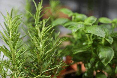 Potted herbs. Basil and rosemary growing indoors, closeup