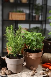 Potted herbs and clay pebbles on table indoors, closeup