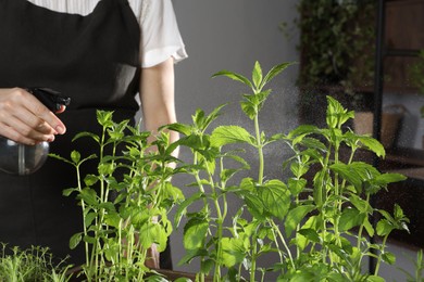 Photo of Potted herb. Woman spraying mint indoors, closeup