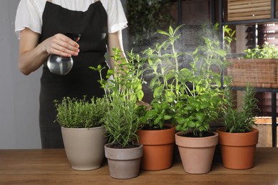 Photo of Woman spraying different potted herbs at wooden table indoors, closeup