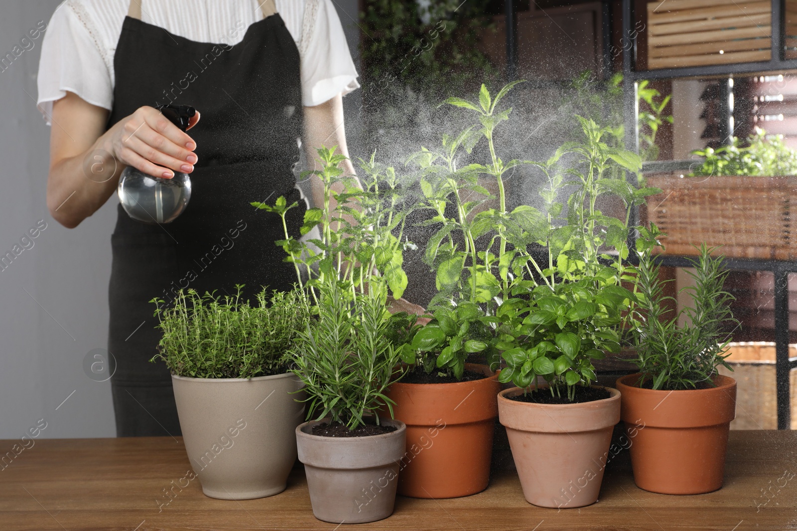 Photo of Woman spraying different potted herbs at wooden table indoors, closeup