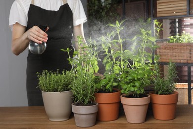 Photo of Woman spraying different potted herbs at wooden table indoors, closeup