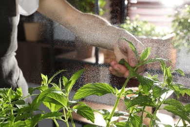 Potted herb. Woman spraying mint indoors, closeup