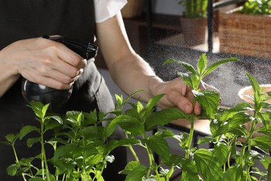 Photo of Potted herb. Woman spraying mint indoors, closeup