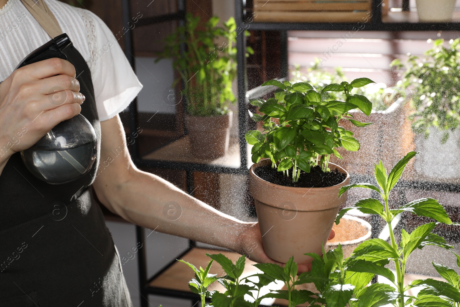 Photo of Potted herb. Woman spraying basil indoors, closeup