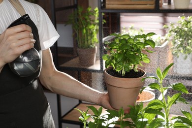 Potted herb. Woman spraying basil indoors, closeup